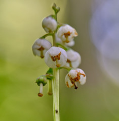 Pyrola media