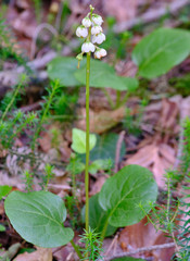 Pyrola media