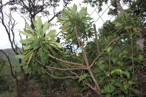 Clermontia oblongifolia