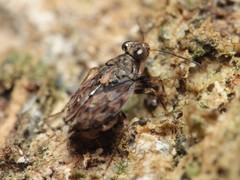 Saldula procellaris
