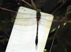Macromidia rapida