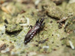 Hoplothrips
