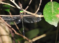 Macromidia rapida