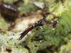 Hoplothrips