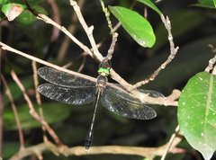 Macromidia rapida