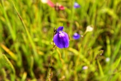 Utricularia arcuata