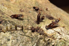 Hyposmocoma lignivora