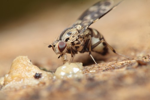 Drosophila crucigera, 2020-06-19