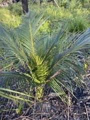 Macrozamia communis