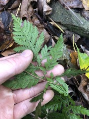 Parapolystichum munitum