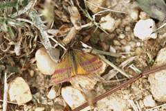 Lythria sanguinaria