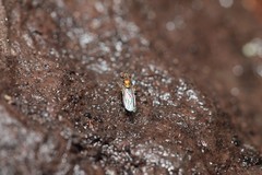 Achradocera shannoni