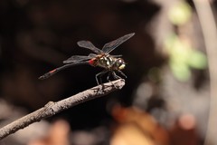 Nesogonia blackburni