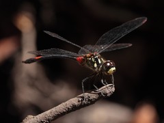 Nesogonia blackburni