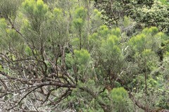 Exocarpos gaudichaudii