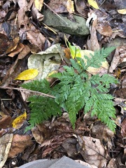 Parapolystichum munitum