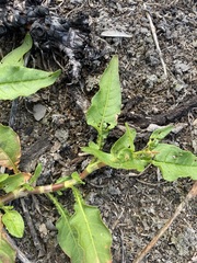 Persicaria elatior