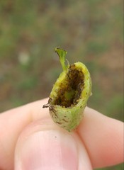 Phylloxera notabilis