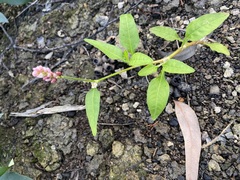 Persicaria elatior