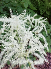 Aruncus