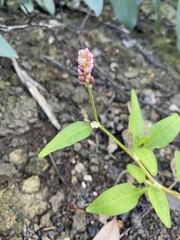 Persicaria elatior