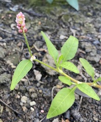 Persicaria elatior