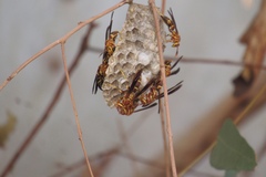 Polistes arizonensis