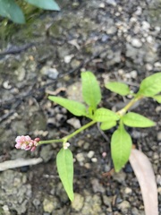 Persicaria elatior