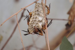 Polistes arizonensis