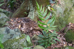 Coniogramme intermedia