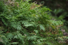 Selaginella involvens