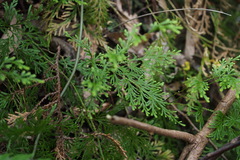 Selaginella involvens