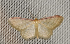 Idaea humiliata