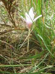 Colchicum longifolium