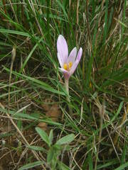 Colchicum longifolium