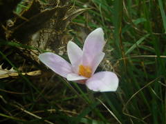Colchicum longifolium
