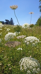 Daucus carota