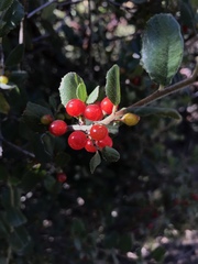 Rhamnus pilosa