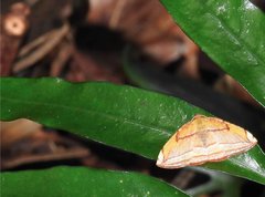 Loxotephria