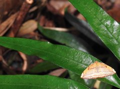 Loxotephria