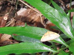 Loxotephria