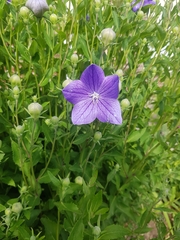 Platycodon grandiflorus