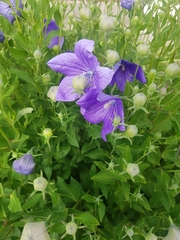 Platycodon grandiflorus