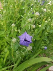 Platycodon grandiflorus