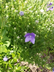 Platycodon grandiflorus