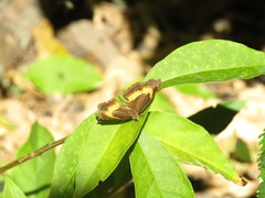 Junonia elgiva