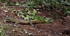 Varanus niloticus