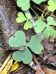 Oxalis chnoodes