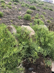 Crithmum maritimum