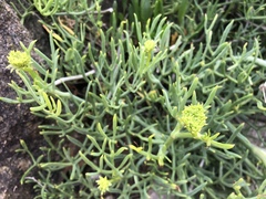 Crithmum maritimum